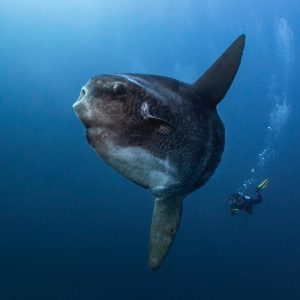 Dive Bali