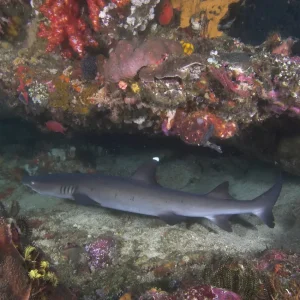 Dive Bali 1 Day - Padang Bai
