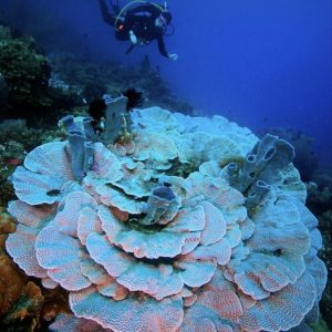 Dive Parigi 03-07 April 2026