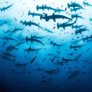 Liveaboard Banda Neira